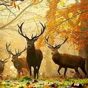 Осенний паритет. Mabon